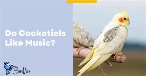 do cockatiels like music that mimics their own sounds