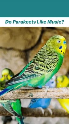 Do Parakeets Like Music? A Multi-layered Exploration into the Nature of Music and Bird Behaviour